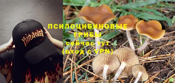 стафф Гусев